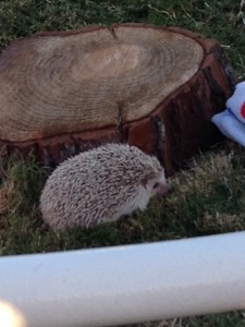 hedgehog 2