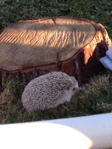 Hedgehogs are fascinating!